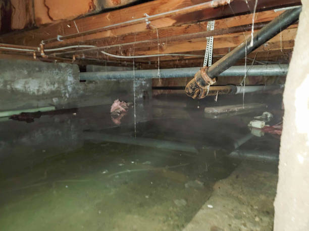 Best Water damage restoration company  in Laurel, DE